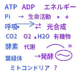 生命活動とエネルギー 高校生物基礎クイズ