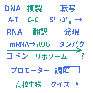 遺伝情報の発現 高校生物クイズ